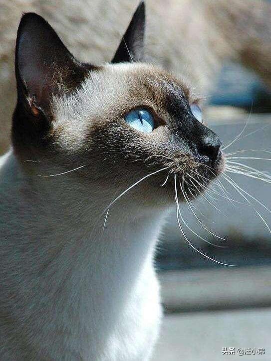 养猫记 by angelo:小猫从几个月开始养最好养，长大最亲人？
