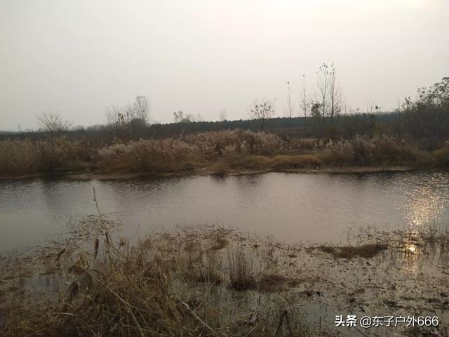 海象鱼不吃食:有一条锦鲤鱼一周左右了，不吃食，活动正常怎么办？