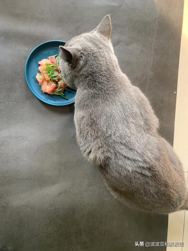 银渐层3个月怎么喂养:英国短毛猫最喜欢吃什么？