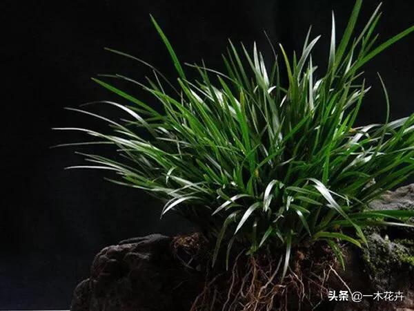 菖蒲明明是水生植物,为什么还会烂根？
