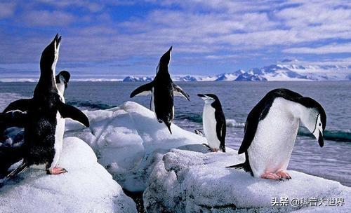 企鹅在哪个极，企鹅只生活在南极洲吗？最大的企鹅有多大？
