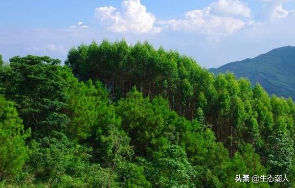 种植桉树的经济效益，农村100亩坡地，想种桉树，多久能有收成