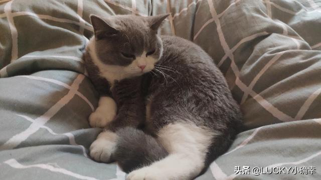 怎样养猫狗:猫狗一块养，怎么让猫不吃狗粮，狗不吃猫粮？ 怎样养猫狗最好