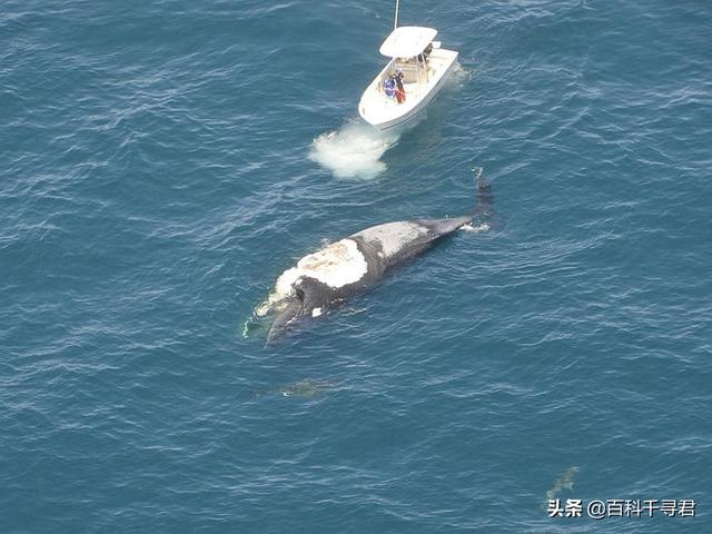 瓜头鲸数量:鲸有鲸落，鲨有没有鲨凋？