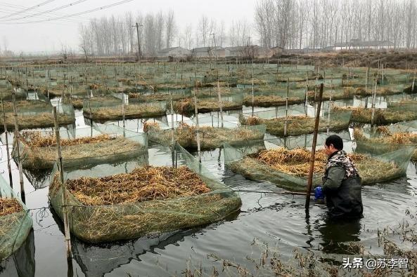 水生动物防疫:水生动物防疫站是干嘛的 今年还会收购水生动物吗？例如鳝鱼之类的？