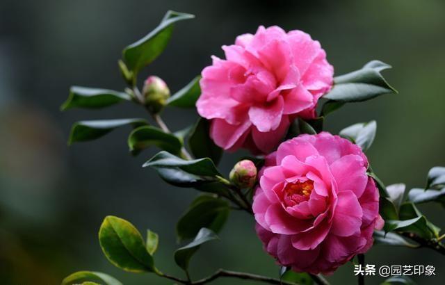 秋天有哪些花,冬季看花，秋季该种什么花？