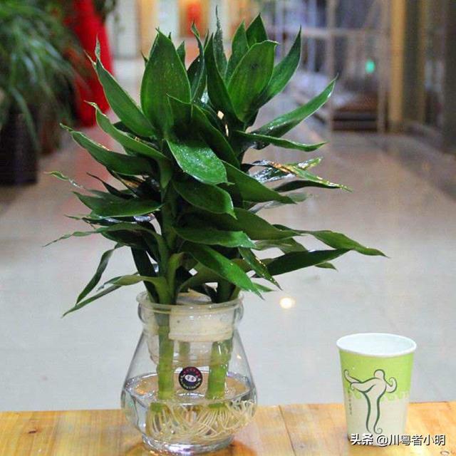 富贵竹养殖方法:花瓶里放富贵竹子怎样让它活的更久？
