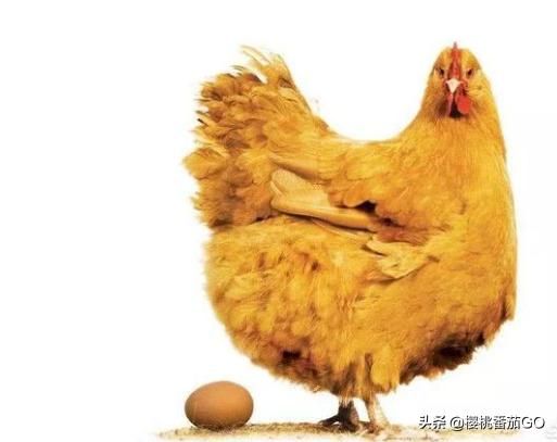 红包<a href=https://maguai.com/list/48-0-0.html target=_blank class=infotextkey><a href=https://maguai.com/list/48-0-0.html target=_blank class=infotextkey>游戏</a></a>是什么套路:网传斗鱼王者荣耀主播骚白利用红包返现诈骗，到底是真是假？