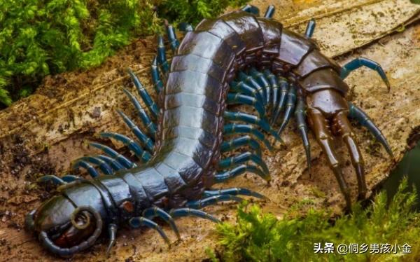 泰国蜈蚣养殖骗局:能否说说你知道的关于养殖的圈套、骗局？怎么注意？