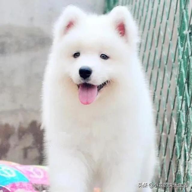 萨摩耶图片:那么多人喜欢萨摩耶，它身上有哪些小秘密呢？