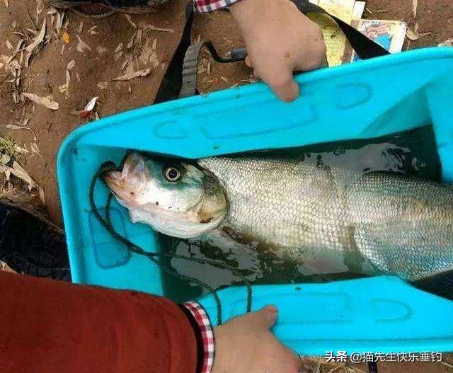 一度藏獒笼:藏獒在没有被炒作之前，是一种什么样的存在？为什么？