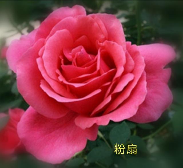 优秀月季花品种介绍百度网:名贵月季十大品种是哪些品种？