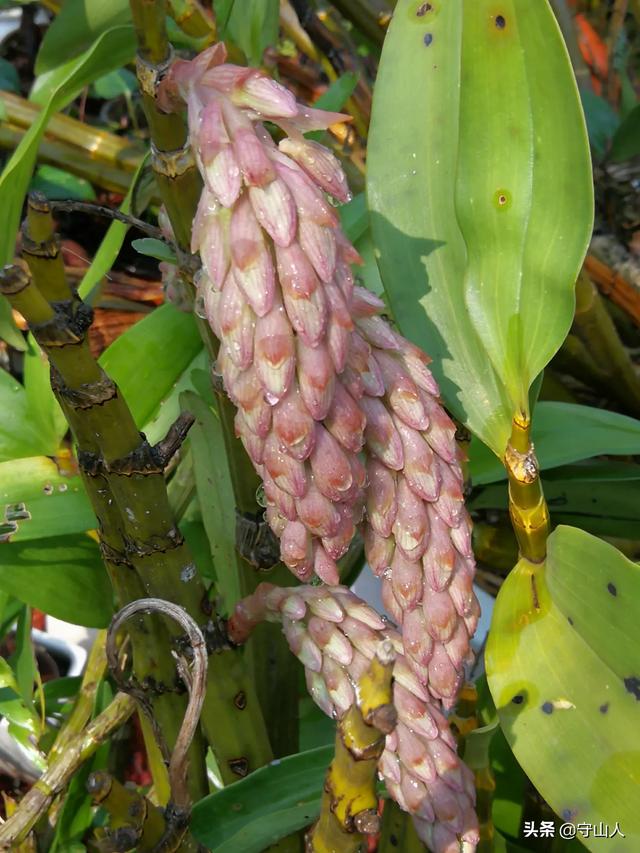 石斛图片,石斛的种类包括哪些？作用各有何不同？