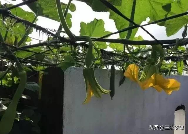 吊瓜子的功效:砍瓜是什么瓜？常吃对身体有哪些好处？