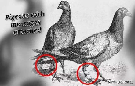 古代都是用信鸽送信，信鸽怎么知道送信的确切位置呢？插图54
