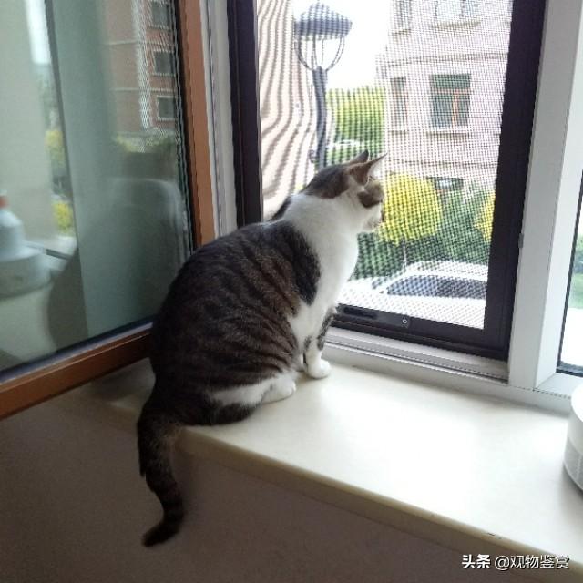 猫咪不能吃什么,猫肉不能和什么一起吃?的？