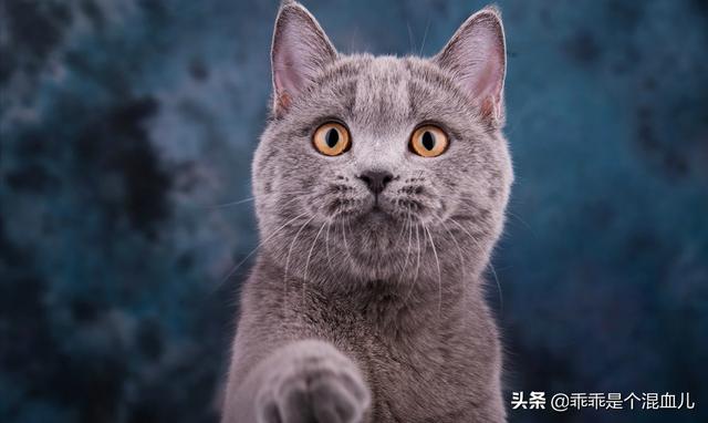 英短蓝猫幼猫怎么养:英短蓝猫幼猫吃什么猫粮？