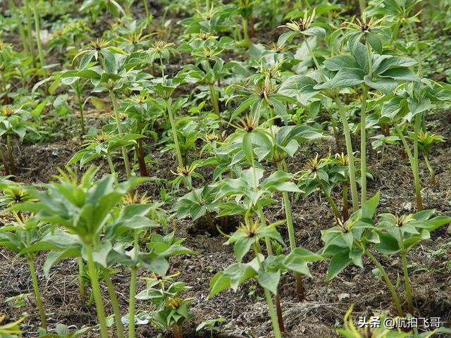 四季海棠茎腐病怎么治:又到了重楼茎基腐病的高发期了？您做好防治准备了吗？