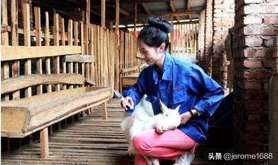 肌肉注射定位:为何猪打针扎猪脖子位置？而不是扎猪屁股？