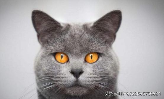 宠物猫图片:哪些本土猫咪既好看又好养啊？