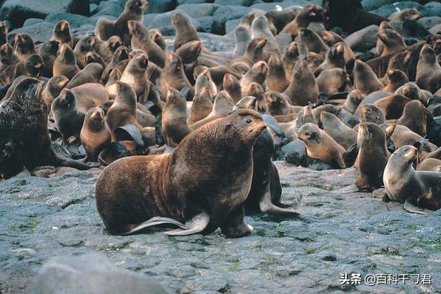 竖琴海豹:海豹、海象、海狮、海狗、海兔这几种动物都有什么不同？