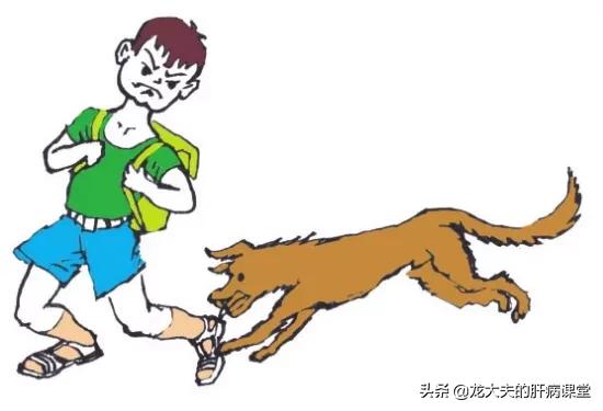 上海狂犬病发病率:被健康的狗咬伤，需不需要打狂犬疫苗？