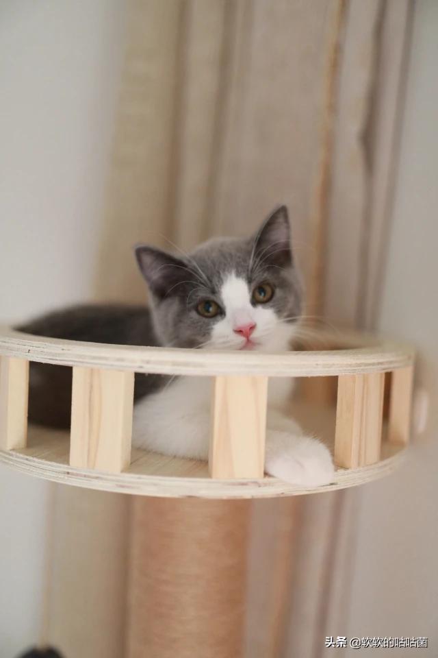 猫食欲不振精神萎靡:猫咪不吃东西，叫声沙哑，还不太活泼了，怎么办啊？