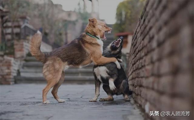 罗密欧与流浪狗 下载:看到流浪猫和狗就爱喂点吃的，流浪狗把人咬了。自己用负责吗？