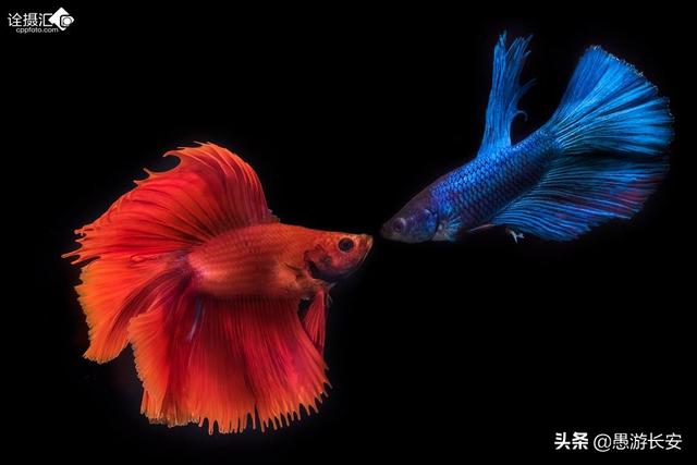 宠物鱼最好养活:什么动物养起来简单又省心（最好是水里长的）？