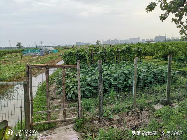 麻蜥蜴的养殖技术视频:想创业，养殖和种植什么好？什么有前景？