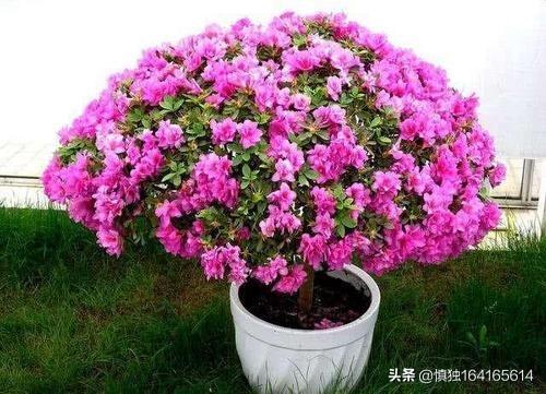 鹃形目嗉囊:我养的杜鹃为什么不开花？