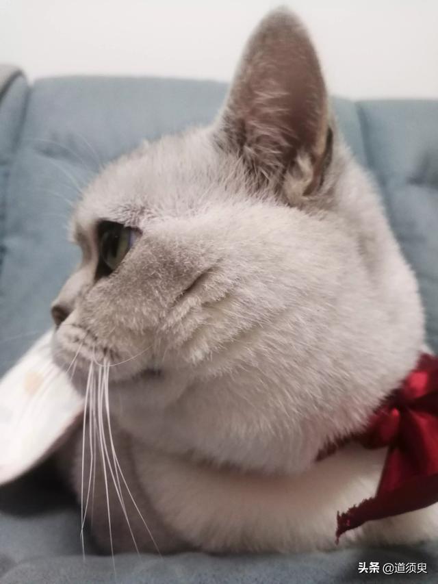 猫耳朵里面黑色的硬块:猫咪嘴上掉毛附带黑色脏东西这是怎么回事儿？