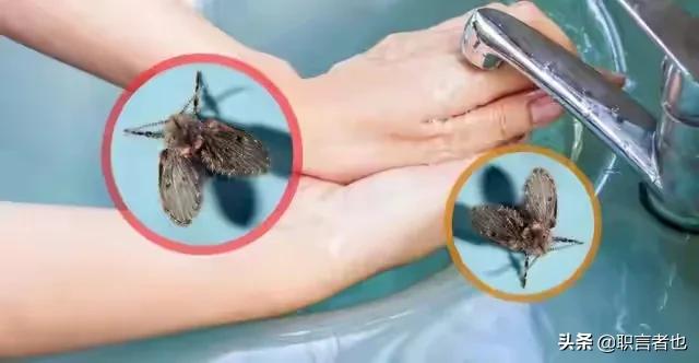 恶心寄生虫:一只狗狗有寄生虫时，身体会有哪些信号发出