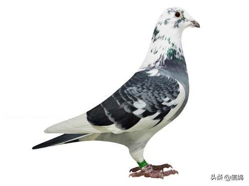 鸽子嗉囊炎该如何防治？插图7