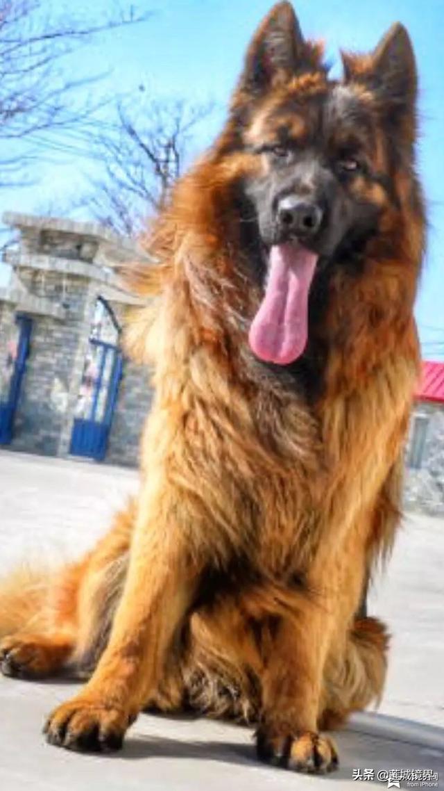 中国牧羊犬网:在中国，有哪些常见的工作犬种？