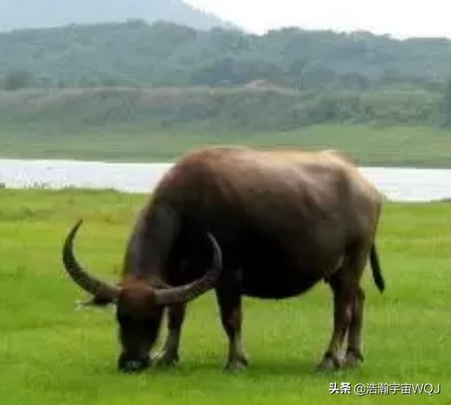 养牛知识大全视频播放:我想投资百万养牛，前景如何？