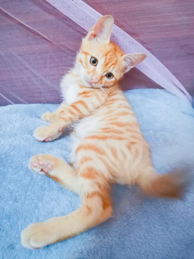 流浪猫:养流浪猫是种什么体验呢？ 流浪猫鲍勃