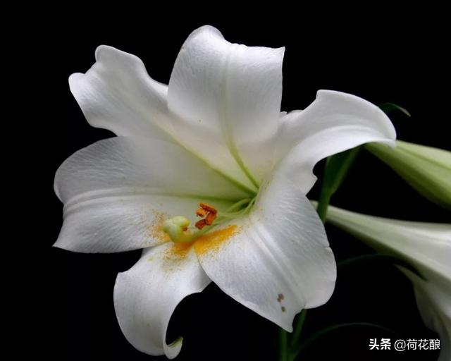 各国的国花,各国的国花分别是什么花？