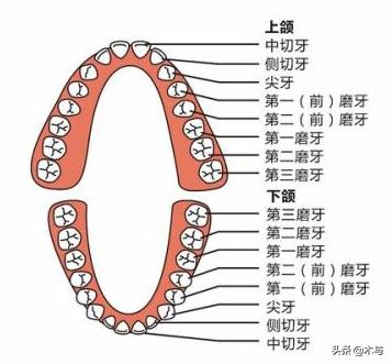 牙齿分为哪几种类型:各个牙齿的位置和名字都叫什么？有图最好谢谢啦？