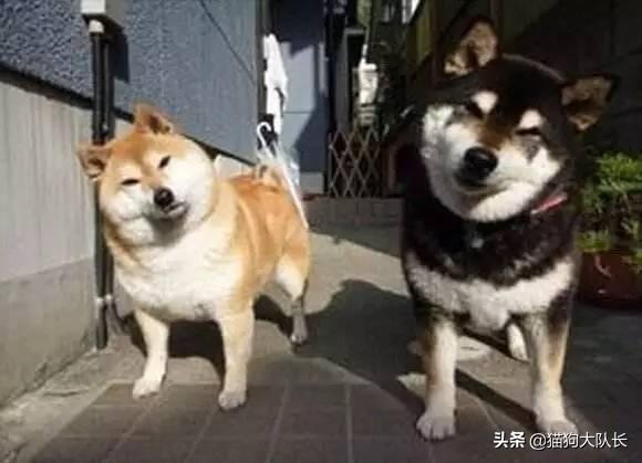 耳螨:狗狗耳螨用什么药最好，狗狗有耳螨用哪种药好？