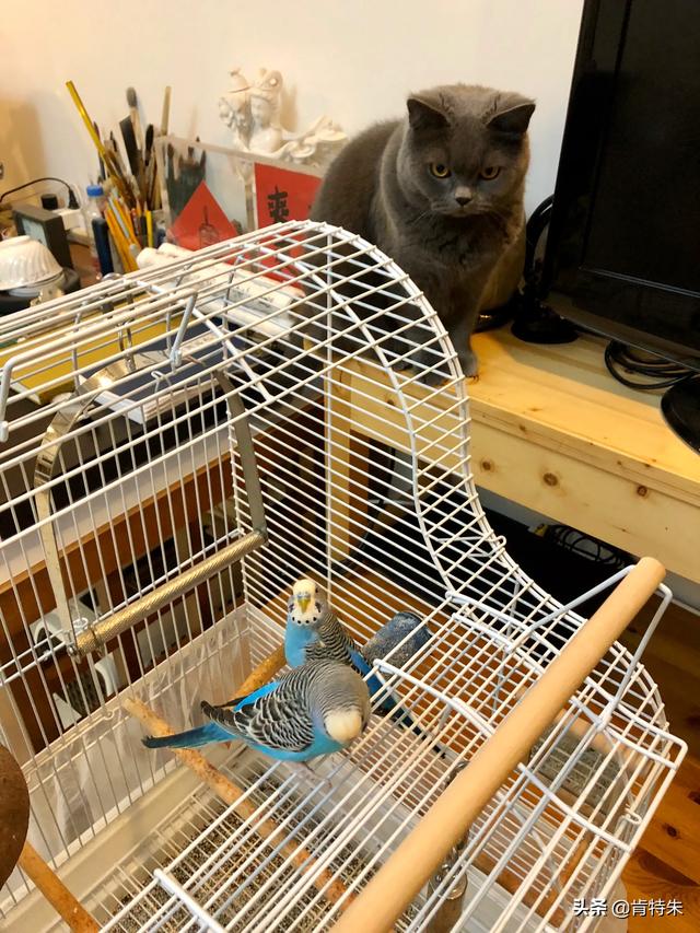 猫和鸟适合一块养吗？