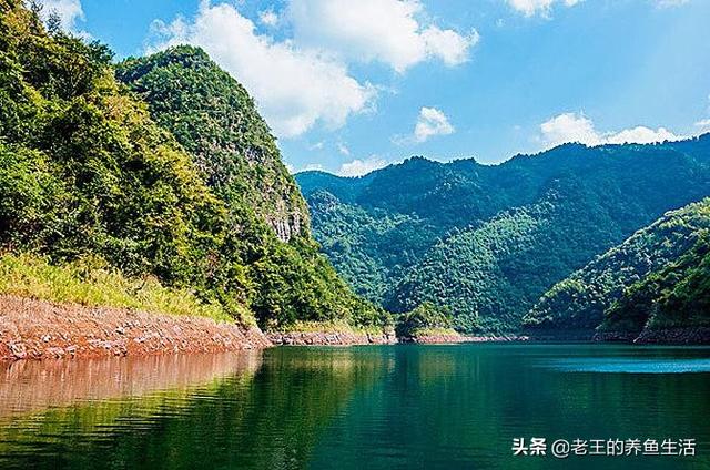 淡水鱼的种类价格:淡水鱼价格“涨势汹汹”为哪般？