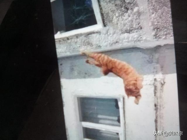 笑死人不偿命的图片,或者段子分享？有哪些？
