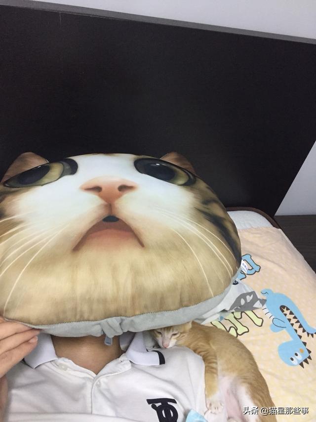 两只小猫咪图片:一般情况下，两只陌生的猫咪能马上和谐共处吗？