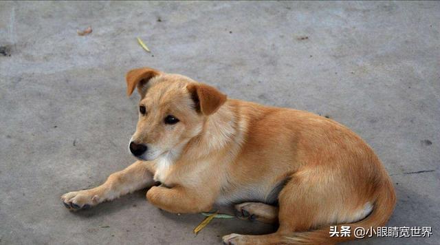 消防员救狗跳粪坑:宠物狗掉进污水井，男子救狗身亡的事件，为什么要支持浙江女子？