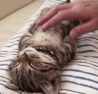 帕拉斯猫视频:主人的哪些无知行为，会害死猫咪？