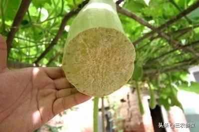 吊瓜子的功效:砍瓜是什么瓜？常吃对身体有哪些好处？