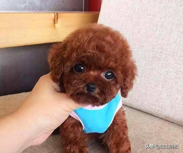 泰迪狗狗图片:泰迪小狗怎么养啊？（刚刚买个2个月的）急～？