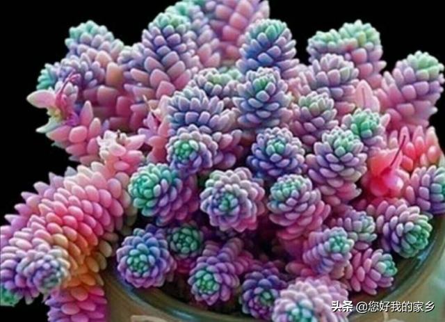 姬星美人开花会死吗:姬星美人开花直接剪头吗 多肉开花要剪掉吗？为什么？