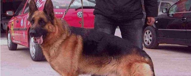 猫论坛德国牧羊犬视频:德牧怎样看是不是纯种的？请各位高手不吝赐教！谢谢？